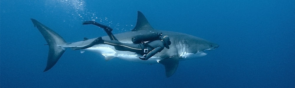 Franois Sarano et le grand requin blanc, film Ocans 2010