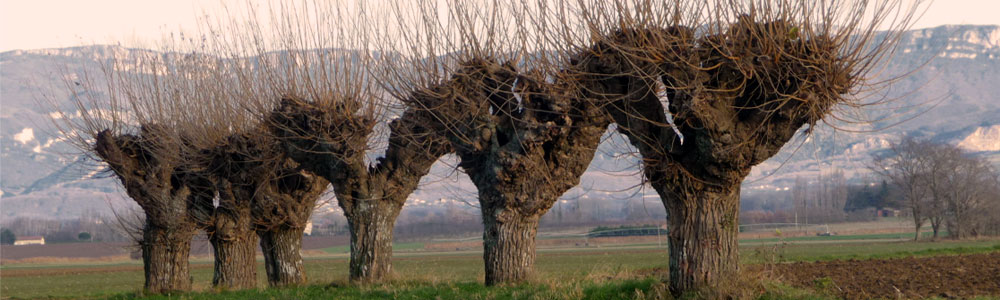 Les lettres (mûriers)
